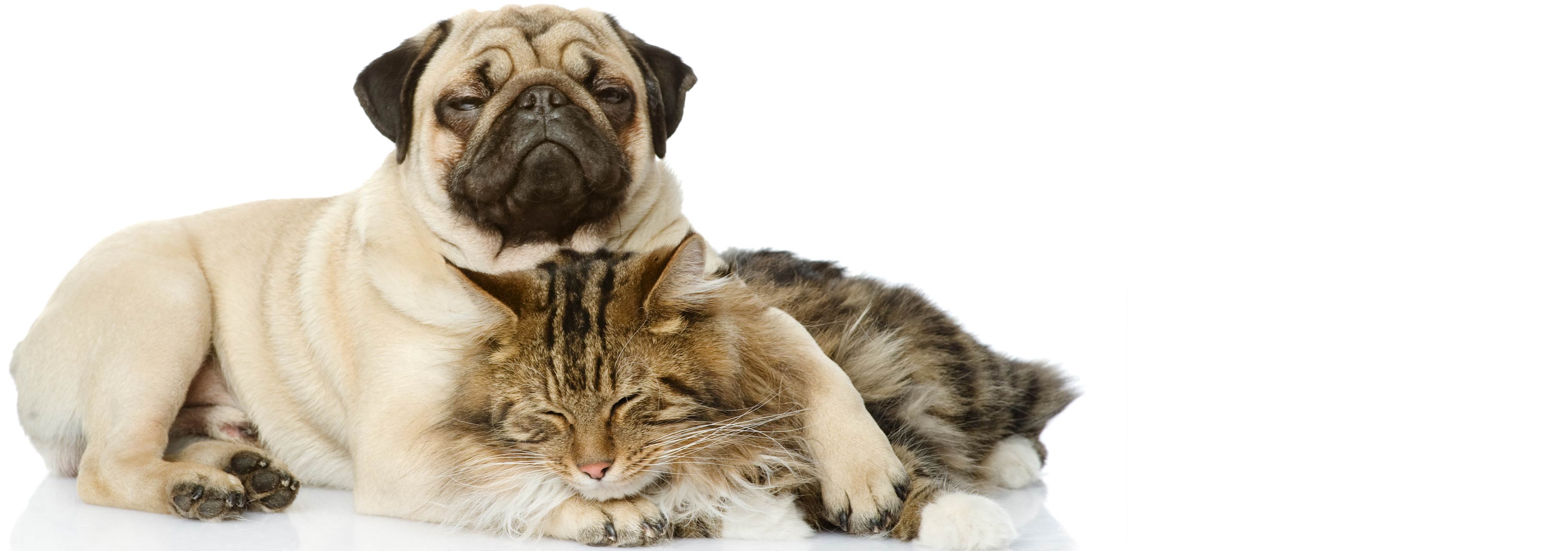Improve Dog S Coat Condition Improve Dog S Coat Condition