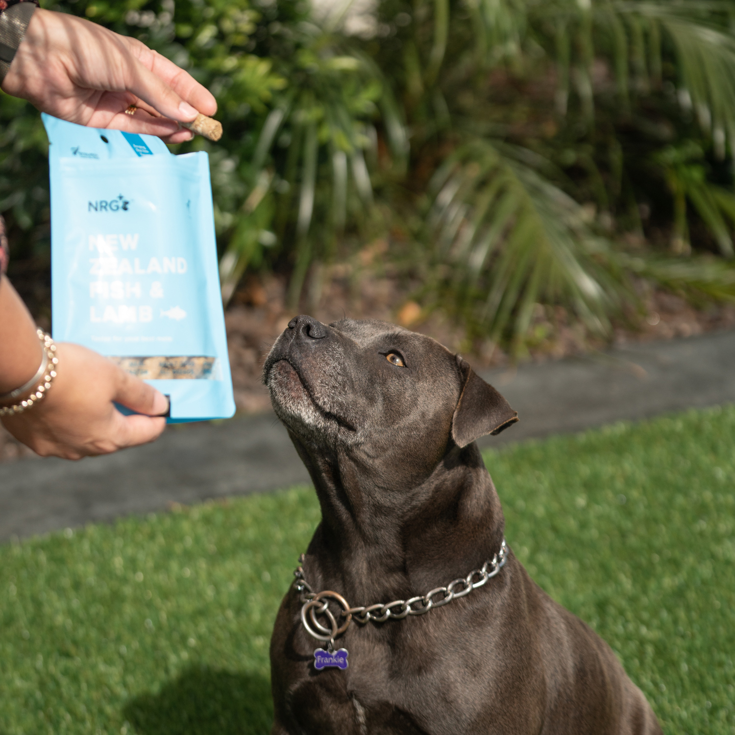 Dog Food Sample
